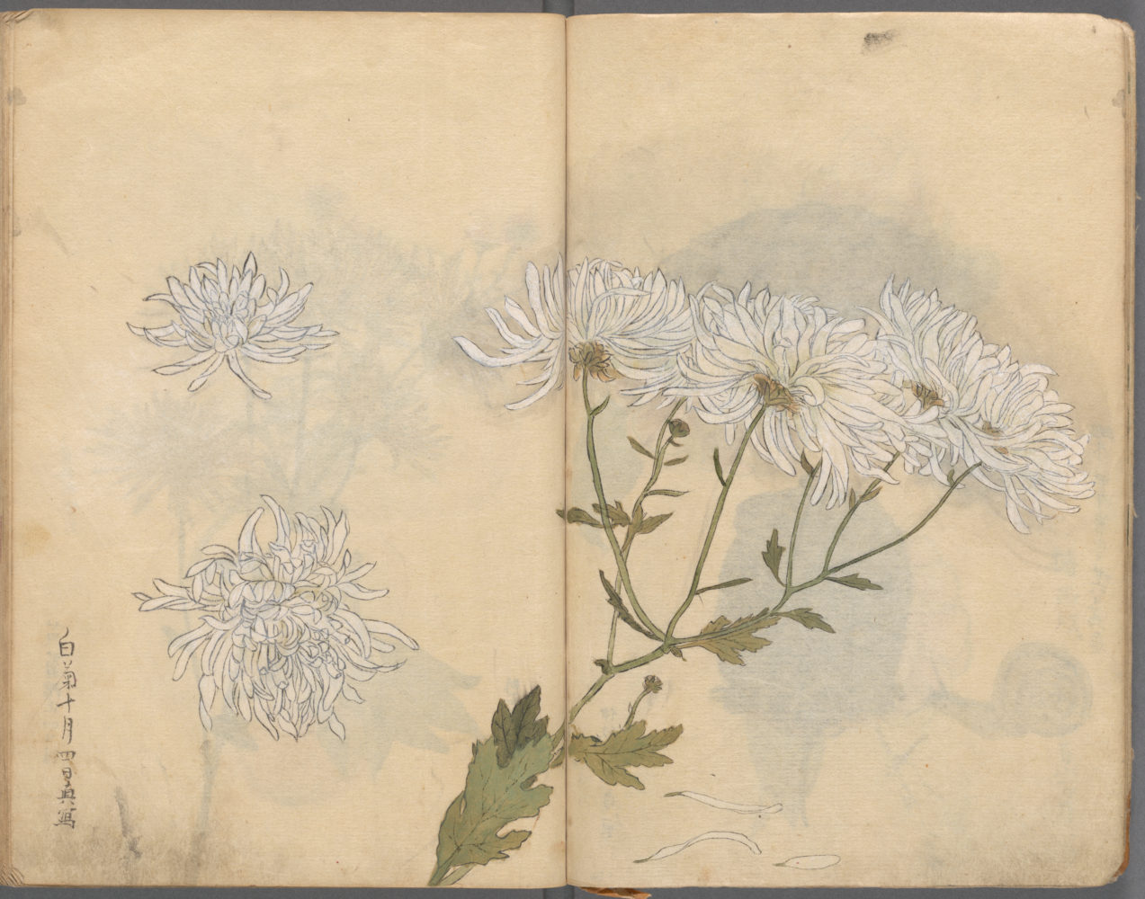 Japanese Ariyoshi Kondo sketchbooks Vitte