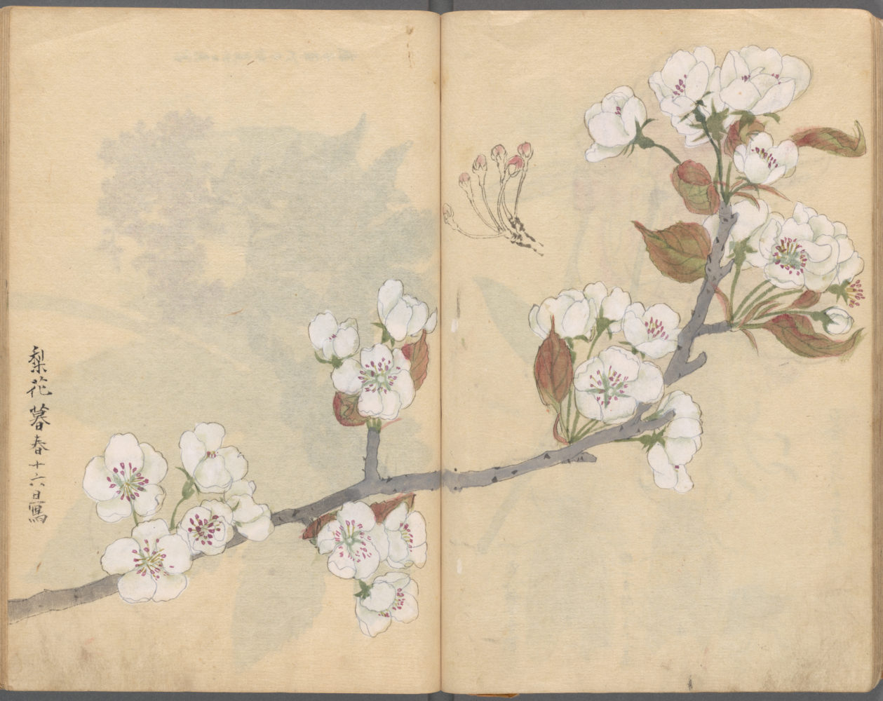 Japanese Ariyoshi Kondo sketchbooks Vitte