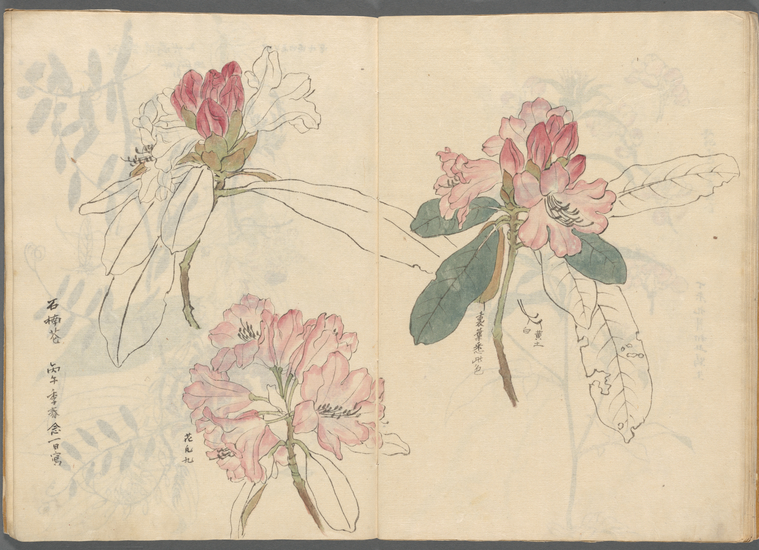 Japanese Ariyoshi Kondo sketchbooks Vitte